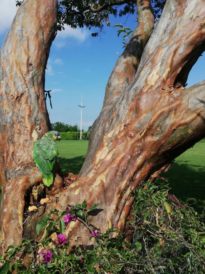 Villa Alejandra Del Quindio Calarcá Eksteriør bilde